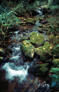 Forest stream, Cardamom hills, southern India