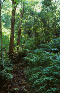 Forest streamlet, Cardamom hills, southern India