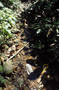 Helocrene spring, Coorg, southern India