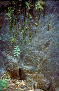 Hygropetric habitat, Coorg, southern India