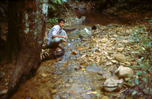 Forest stream, Western Ghats, southern India