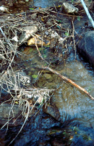 Packs of debris in a forest streamlet, Cardamom hills, southern India