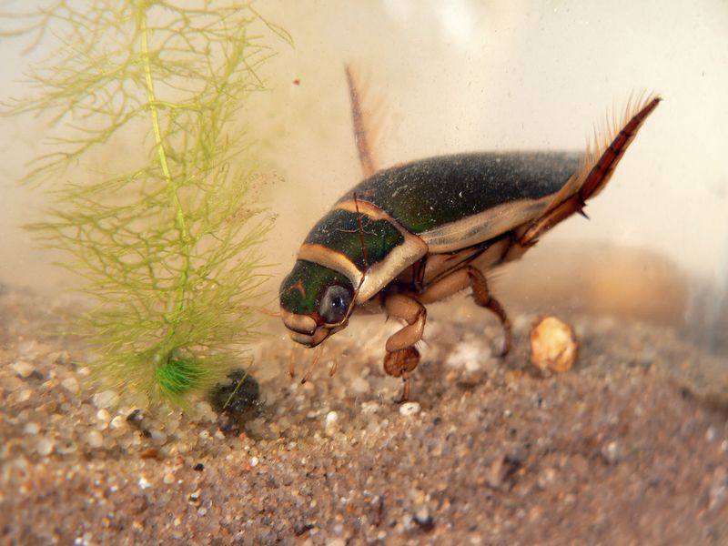Dytiscus marginalis