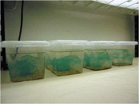 experiment in lab